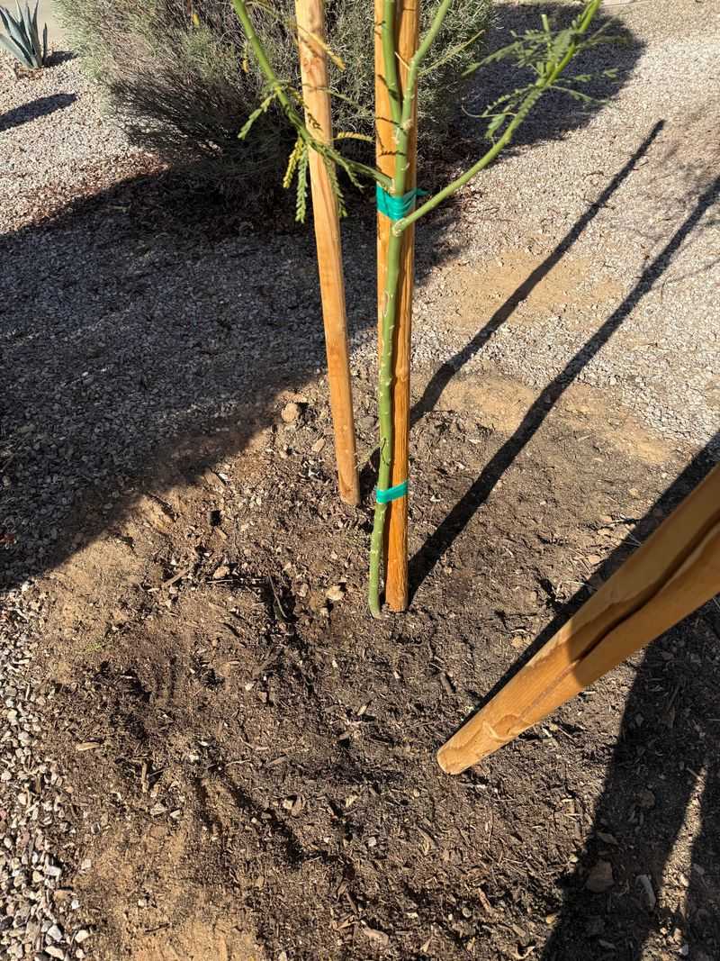 Soil That Stays Dry Below The Root Zone Soil That Stays Dry Below The Root Zone