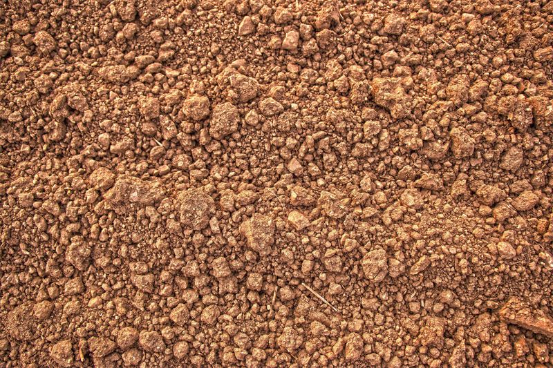 Soil That Suddenly Looks Like Coffee Grounds Soil That Suddenly Looks Like Coffee Grounds