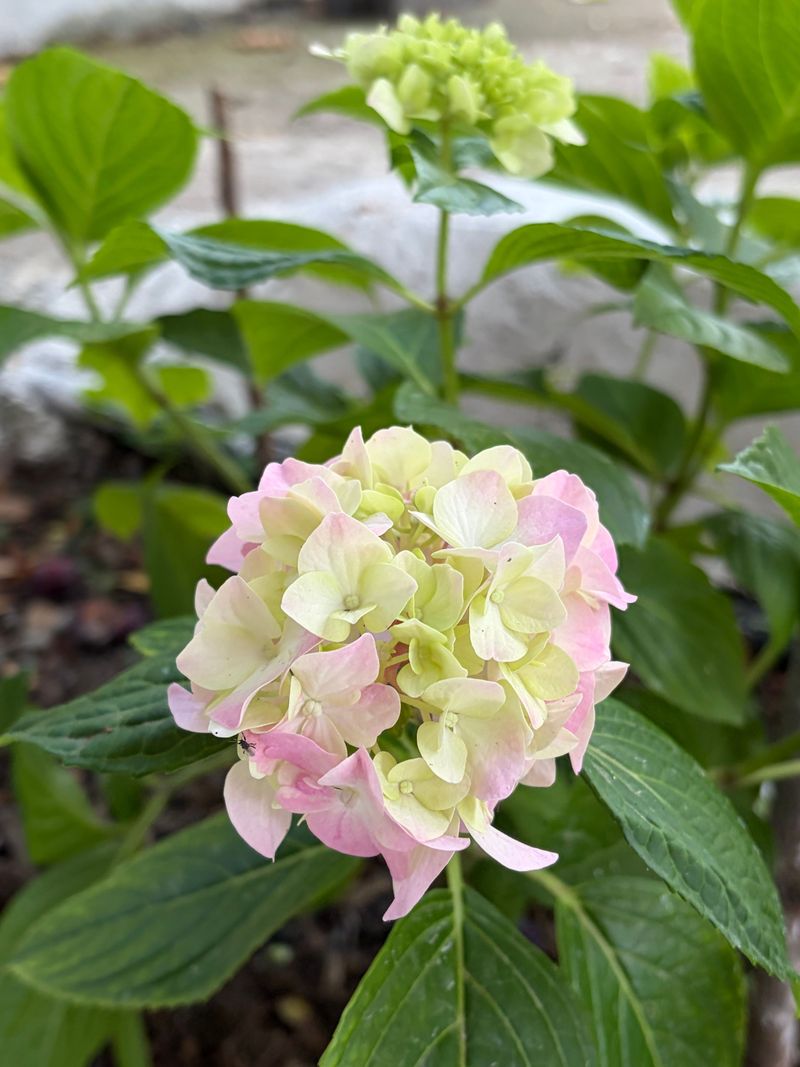 Soil pH Imbalance And Its Effect On Pigment