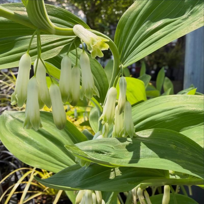 Solomon's Seal Thrives Beneath Mature Trees Solomon's Seal Thrives Beneath Mature Trees