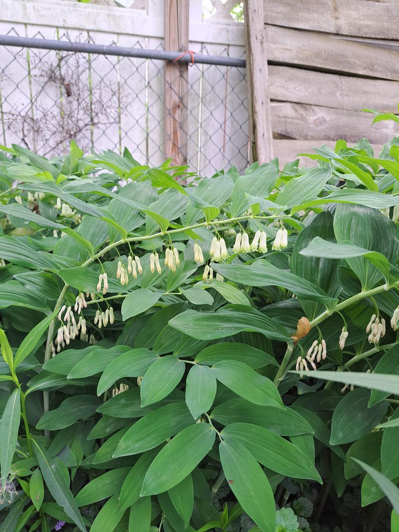 Solomon's Seal