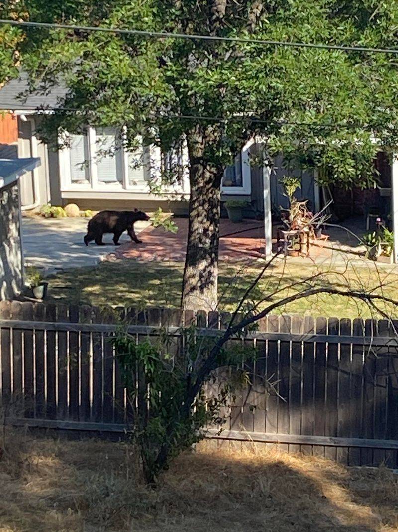 Some Animals Require A Depredation Permit Some Animals Require A Depredation Permit