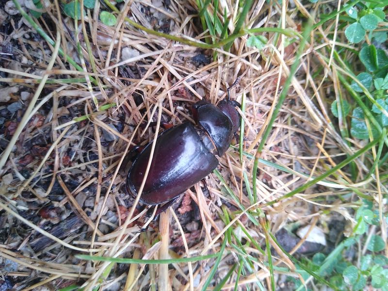 Some Ground Beetles Remove Weed Seeds