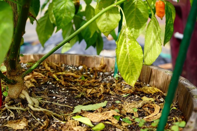 Some Lower Leaves May Simply Be Aging Out Some Lower Leaves May Simply Be Aging Out