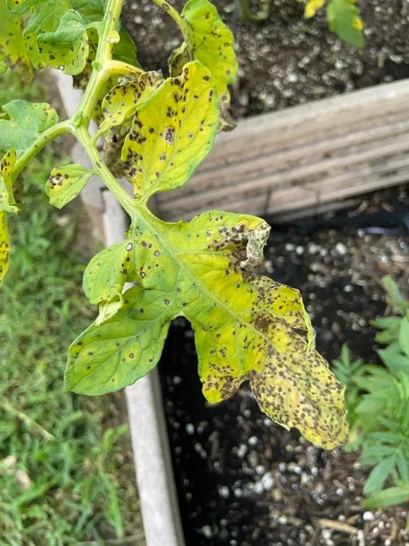 Some Pathogens Can Remain With Crop Debris Some Pathogens Can Remain With Crop Debris