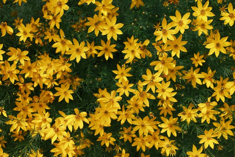Some Plants Bounce Back Faster Than Others Some Plants Bounce Back Faster Than Others