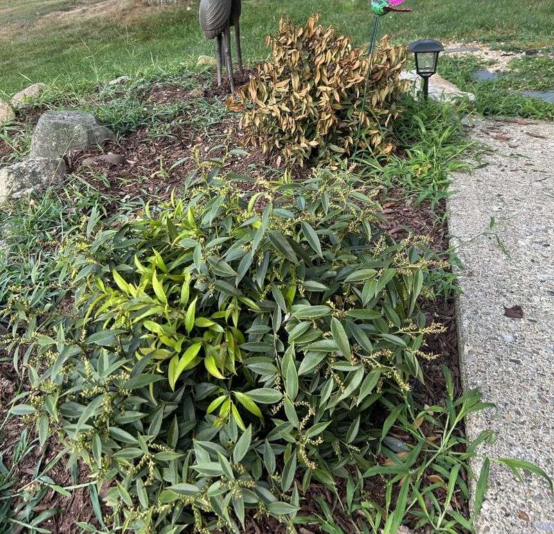 Some Shrubs Tolerate Wet Soil Better Than Others