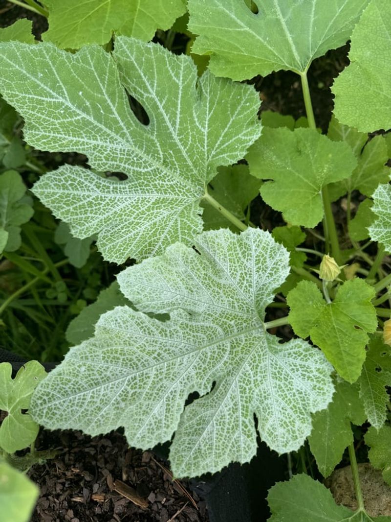 Some Squash Leaves Naturally Have White Markings