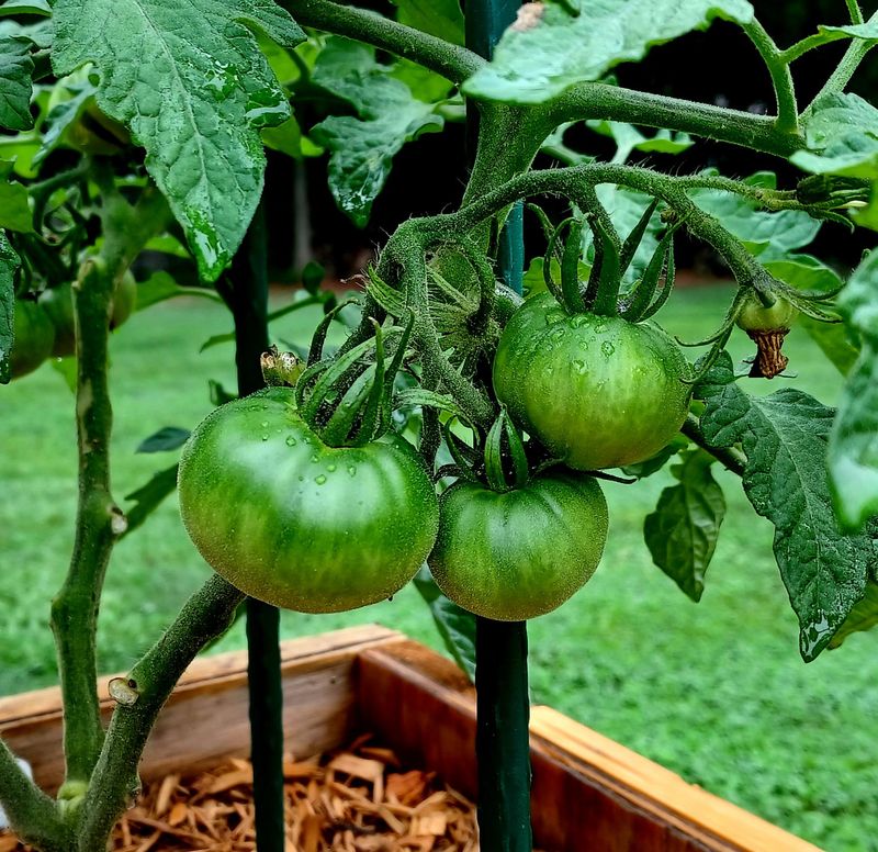 Some Tomato Plants Should Not Receive Another Feeding