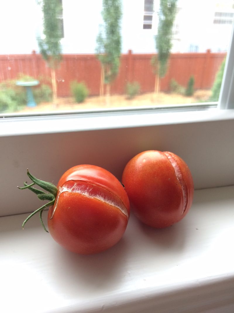 Some Tomato Varieties Split More Easily Some Tomato Varieties Split More Easily