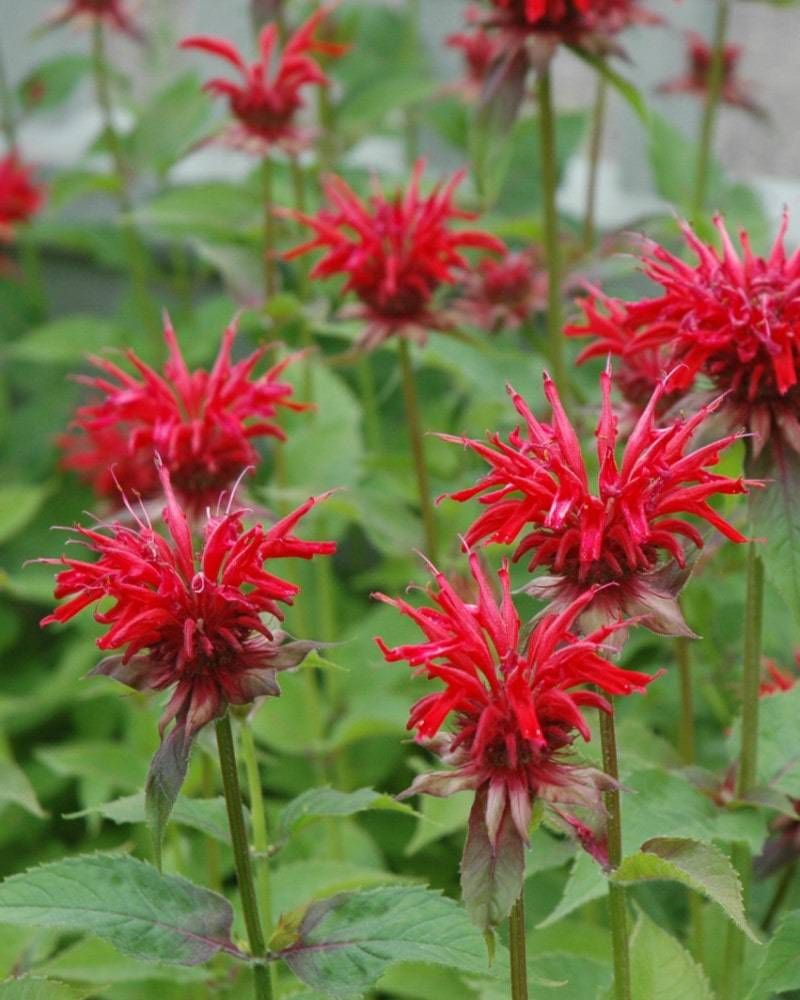 Some Varieties Are More Susceptible Some Varieties Are More Susceptible
