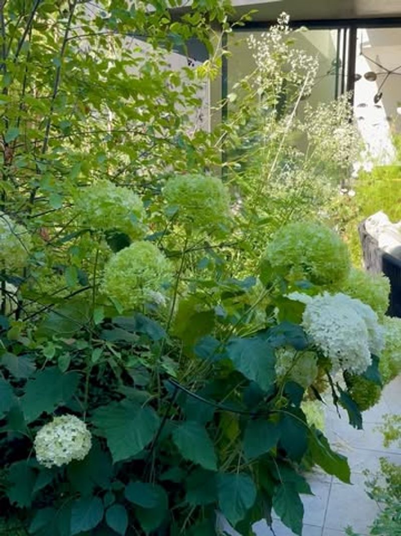 Some Varieties Green Up On Purpose