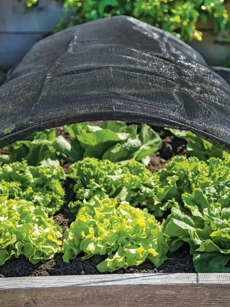 Some Vegetables Benefit More Than Others Some Vegetables Benefit More Than Others