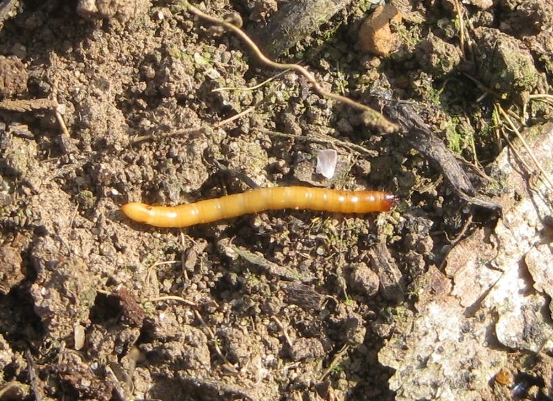 Some Wireworms Can Damage Garden Plants Some Wireworms Can Damage Garden Plants