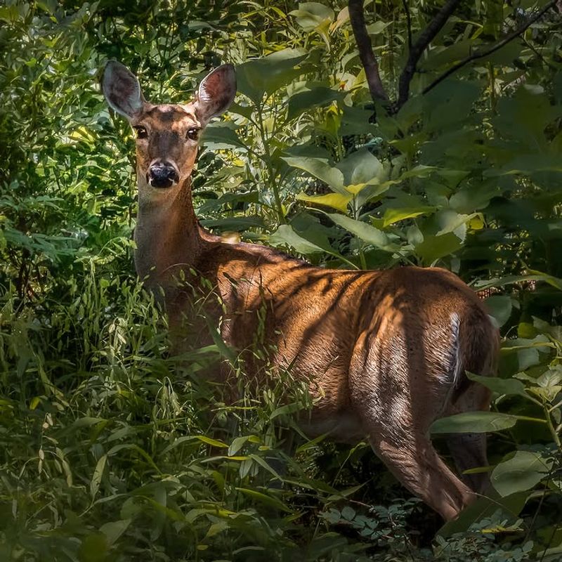 Some Yards Have More Deer Favorite Plants Some Yards Have More Deer Favorite Plants