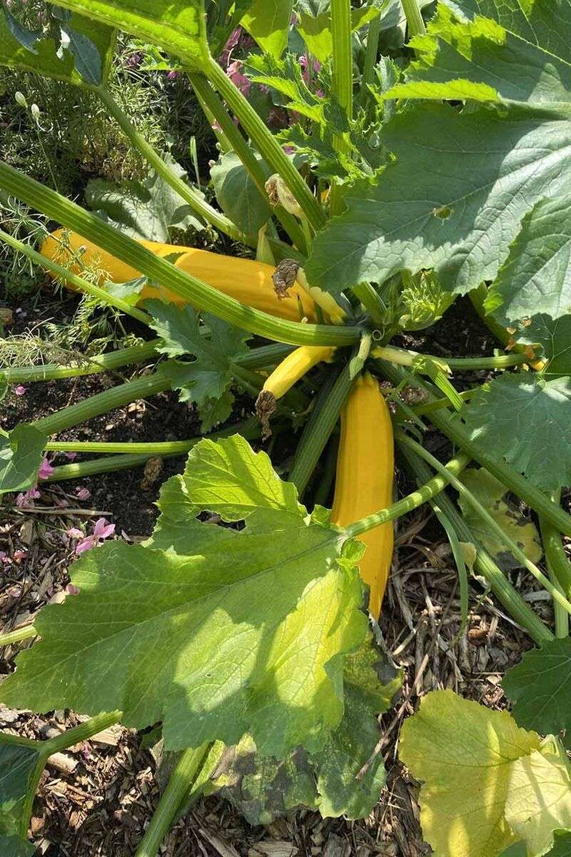 Some Yellowing Is A Normal Harvest Or Seasonal Signal Some Yellowing Is A Normal Harvest Or Seasonal Signal
