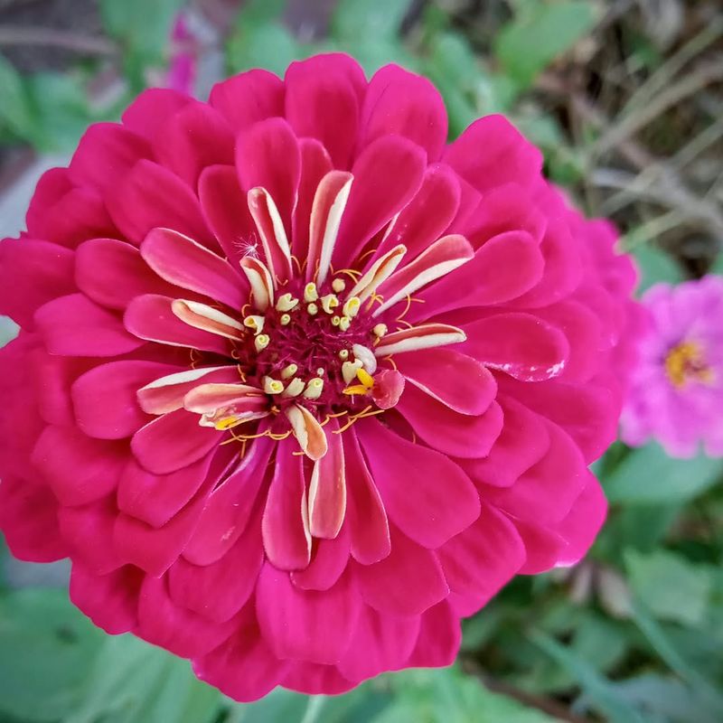 Some Zinnia Types Handle Powdery Mildew Better Some Zinnia Types Handle Powdery Mildew Better