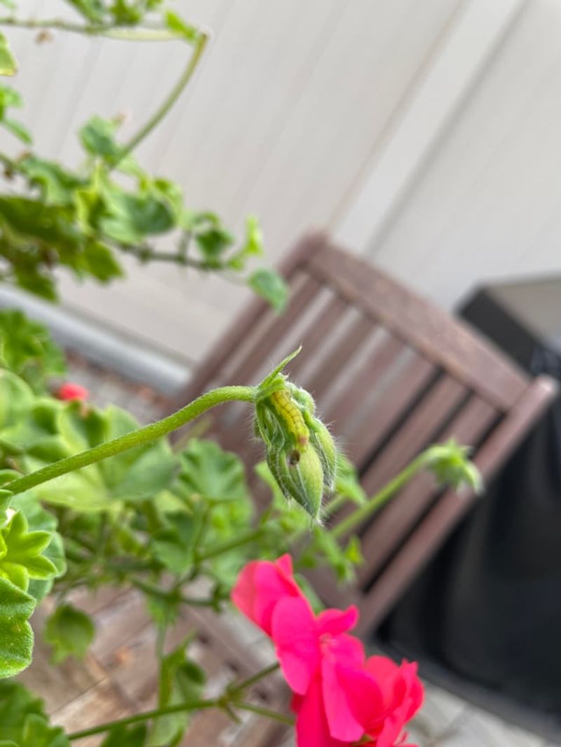Something Is Living Inside Your Geranium Buds Something Is Living Inside Your Geranium Buds