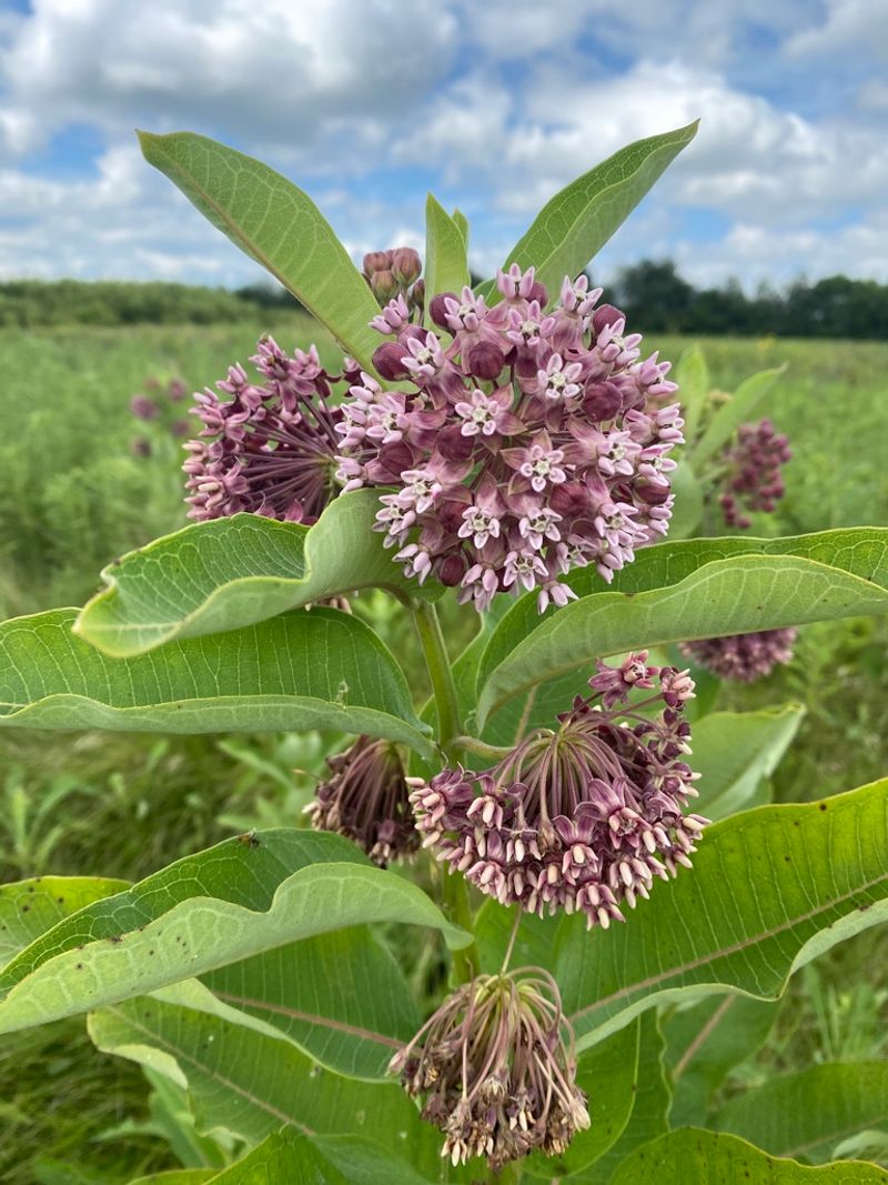 Sourcing Local Native Seed Or Plants Makes A Real Difference