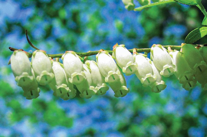 Sourwood Blooms In Summer When Bees Need It Most Sourwood Blooms In Summer When Bees Need It Most