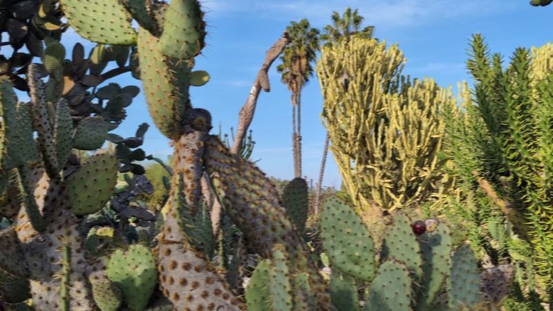 South Coast Botanic Garden Adds Coastal Desert Texture South Coast Botanic Garden Adds Coastal Desert Texture
