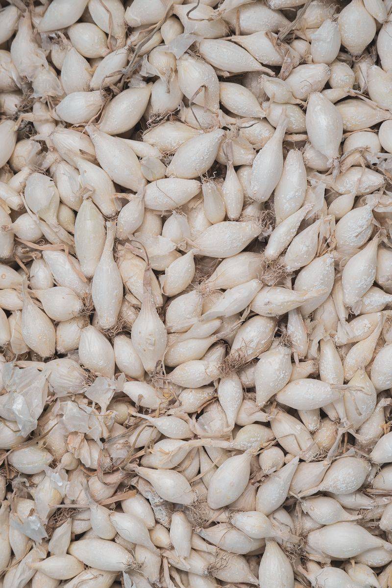Southern-Adapted Varieties Like Creole And Silverskin Go Quickly Southern-Adapted Varieties Like Creole And Silverskin Go Quickly