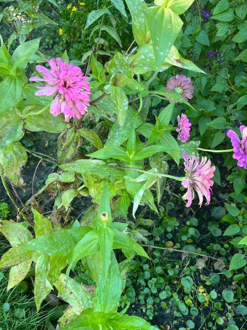 Southern Bacterial Wilt Blocks Internal Water Flow Southern Bacterial Wilt Blocks Internal Water Flow