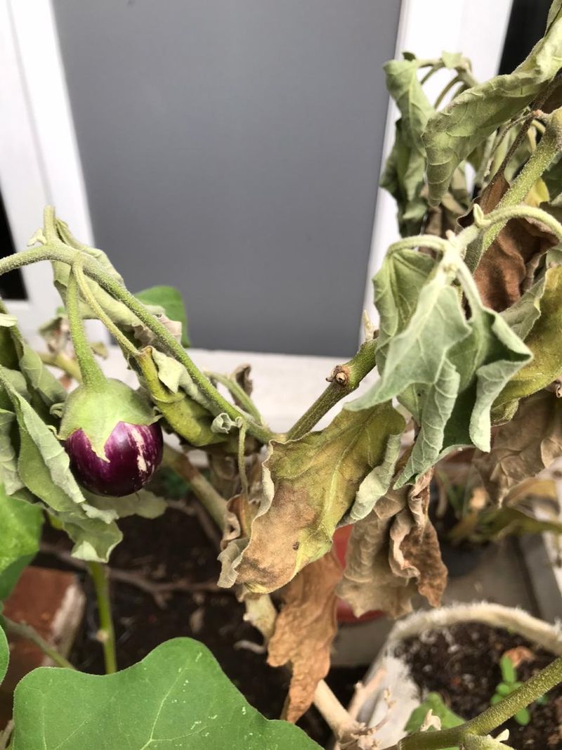 Southern Bacterial Wilt Is Blocking Internal Water Flow Southern Bacterial Wilt Is Blocking Internal Water Flow