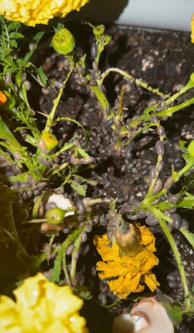 Southern Blight Is Active In Hot Humid Weather