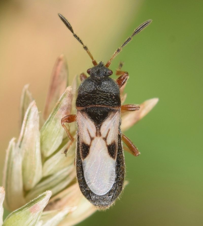 Southern Chinch Bugs Are The Insect Southern Chinch Bugs Are The Insect