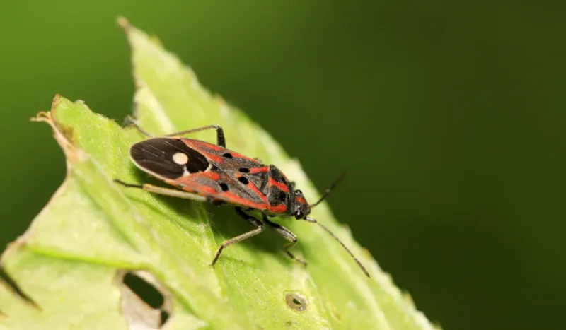 Southern Chinch Bugs Mimic Drought Stress