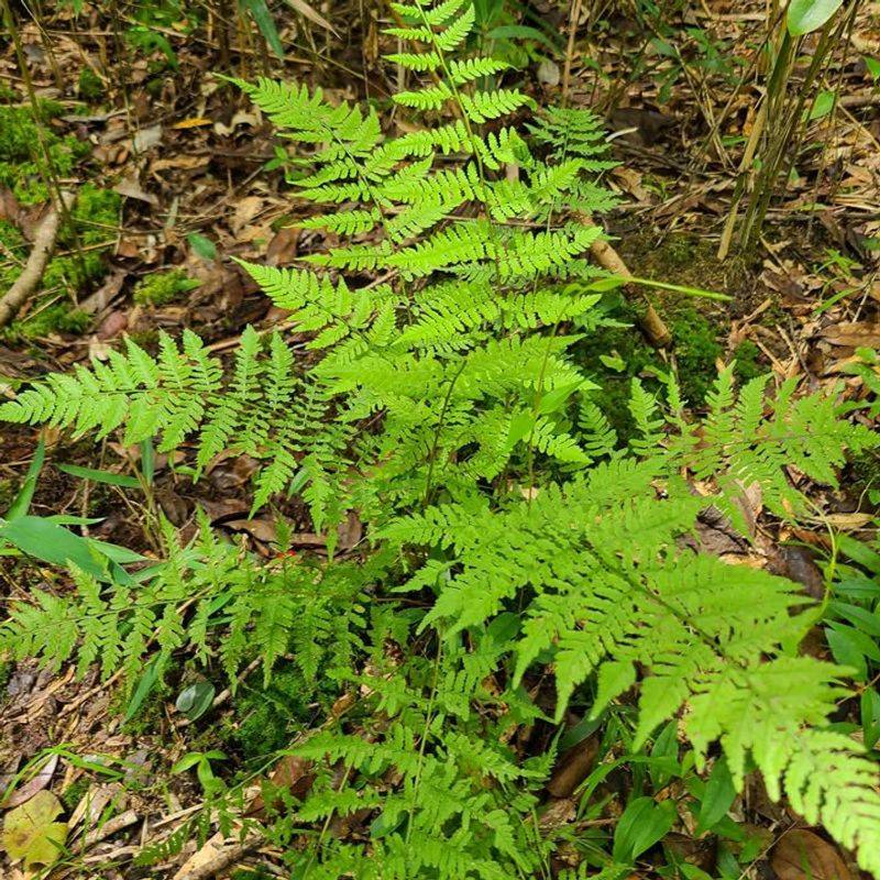 Southern Lady Fern Protects Shaded Soil