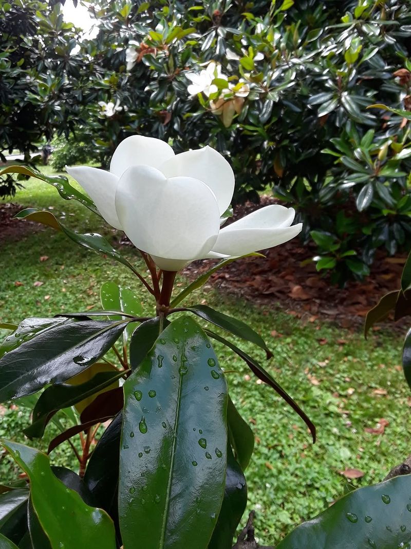 Southern Magnolia