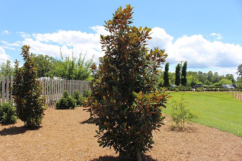 Southern Magnolia Southern Magnolia
