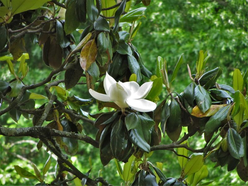 Southern Magnolia