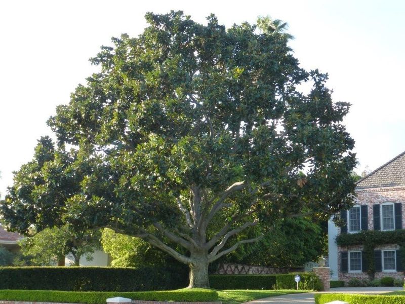 Southern Magnolia Adds Shade With Evergreen Beauty Southern Magnolia Adds Shade With Evergreen Beauty