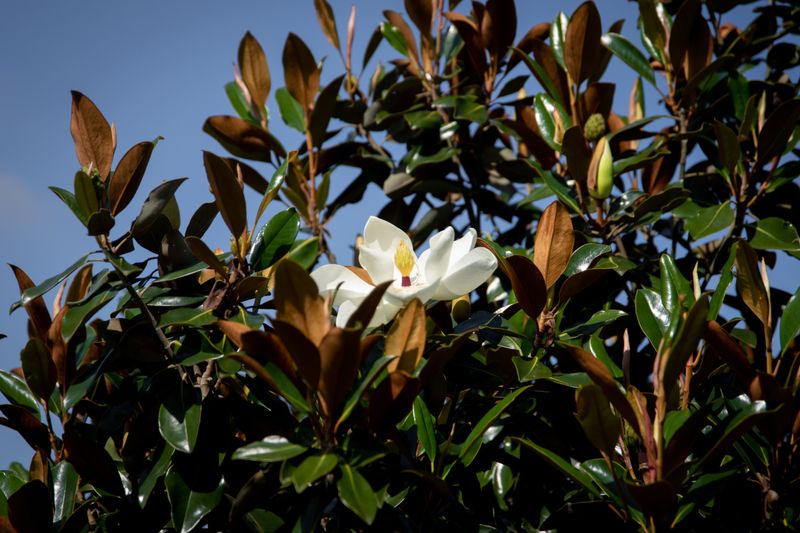 Southern Magnolia Southern Magnolia