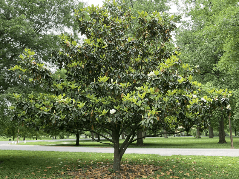 Southern Magnolia Southern Magnolia