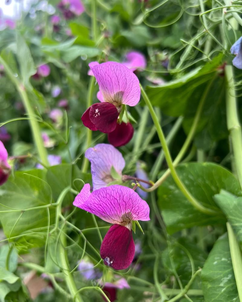Southern Peas Southern Peas
