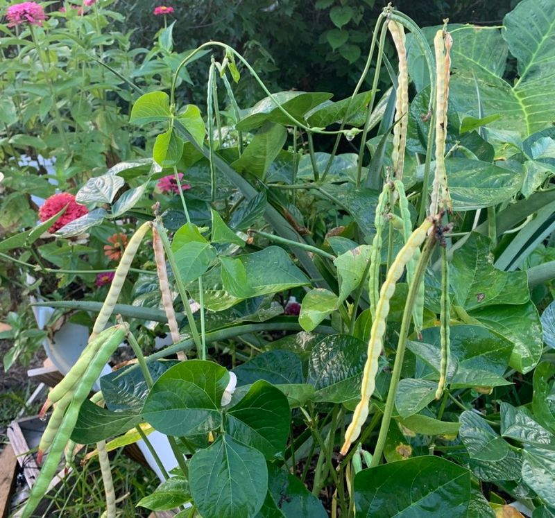 Southern Peas Fit The Summer Garden Southern Peas Fit The Summer Garden