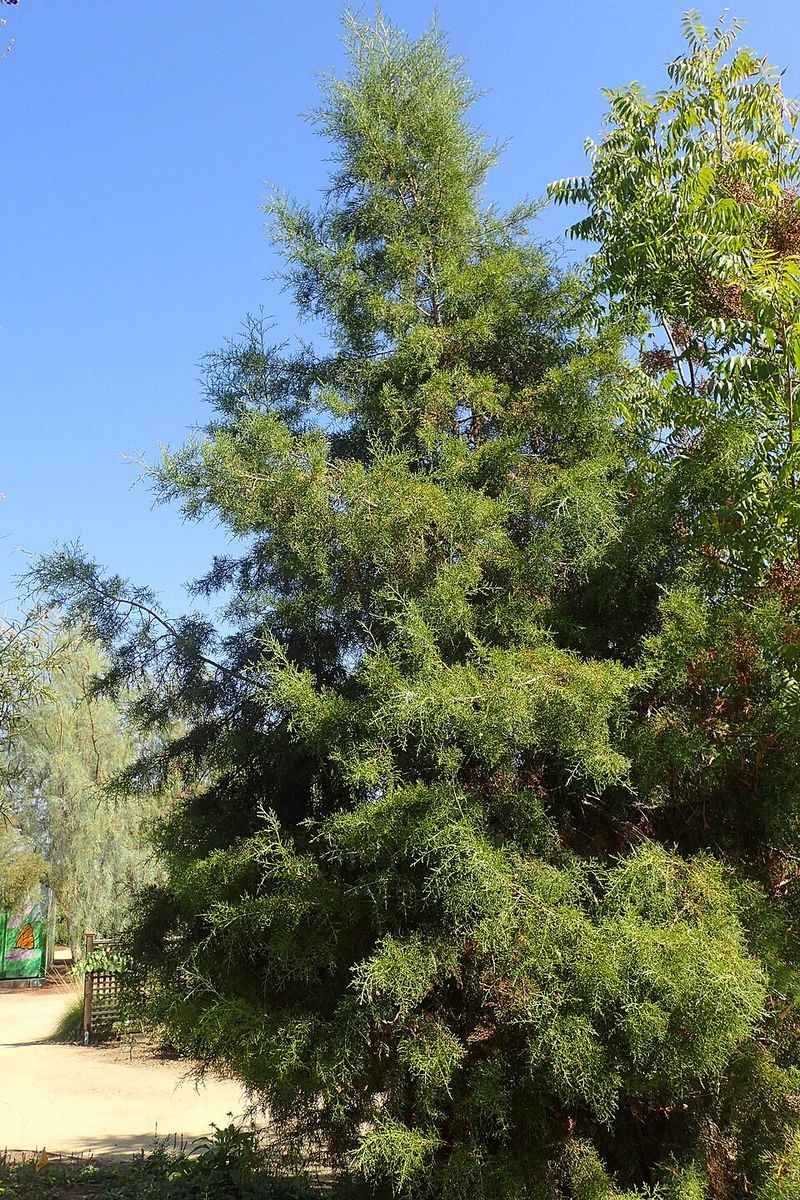 Southern Red Cedar Southern Red Cedar