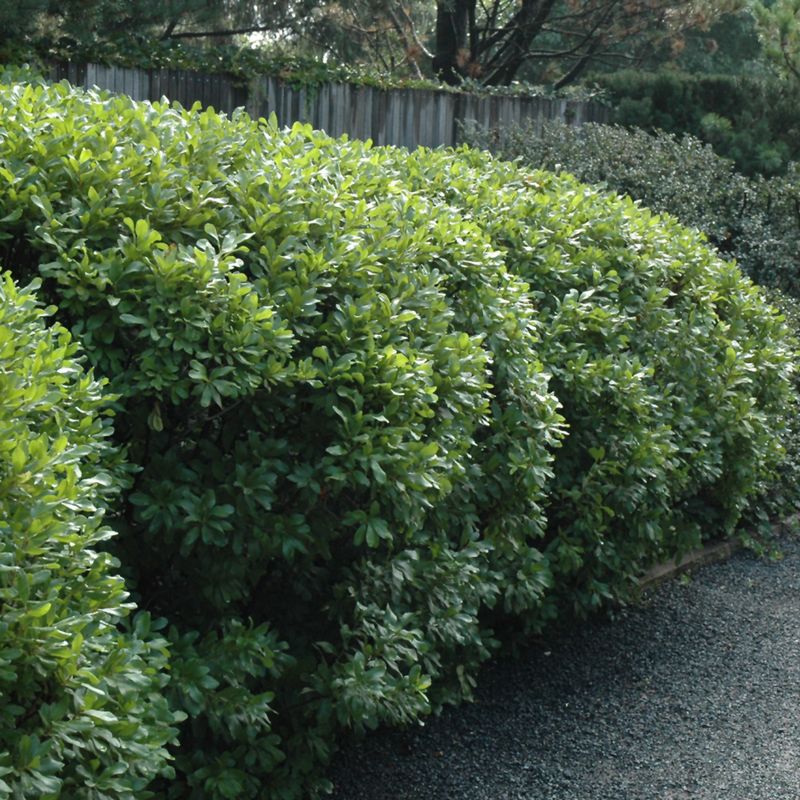 Southern Wax Bayberry Screens And Feeds The Coast