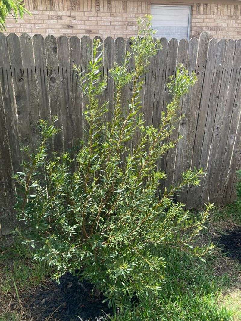 Southern Wax Myrtle Is The Shrub