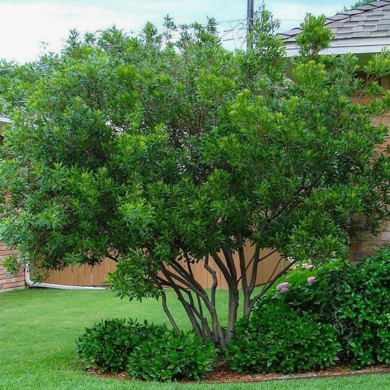 Southern Wax Myrtle (Morella Cerifera) Southern Wax Myrtle (Morella Cerifera)