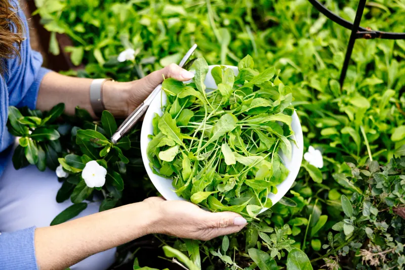 Sow Arugula For Fast Fall Greens Sow Arugula For Fast Fall Greens