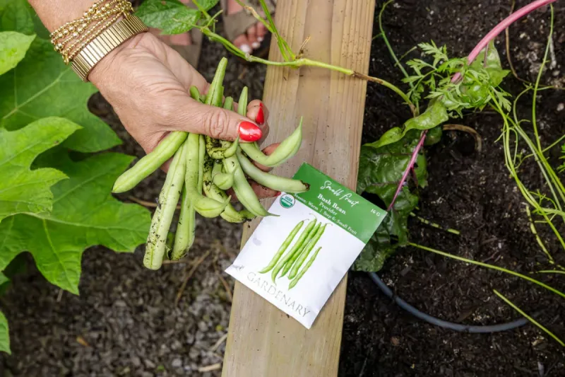 Sow Bush Beans For A Second Crop Sow Bush Beans For A Second Crop