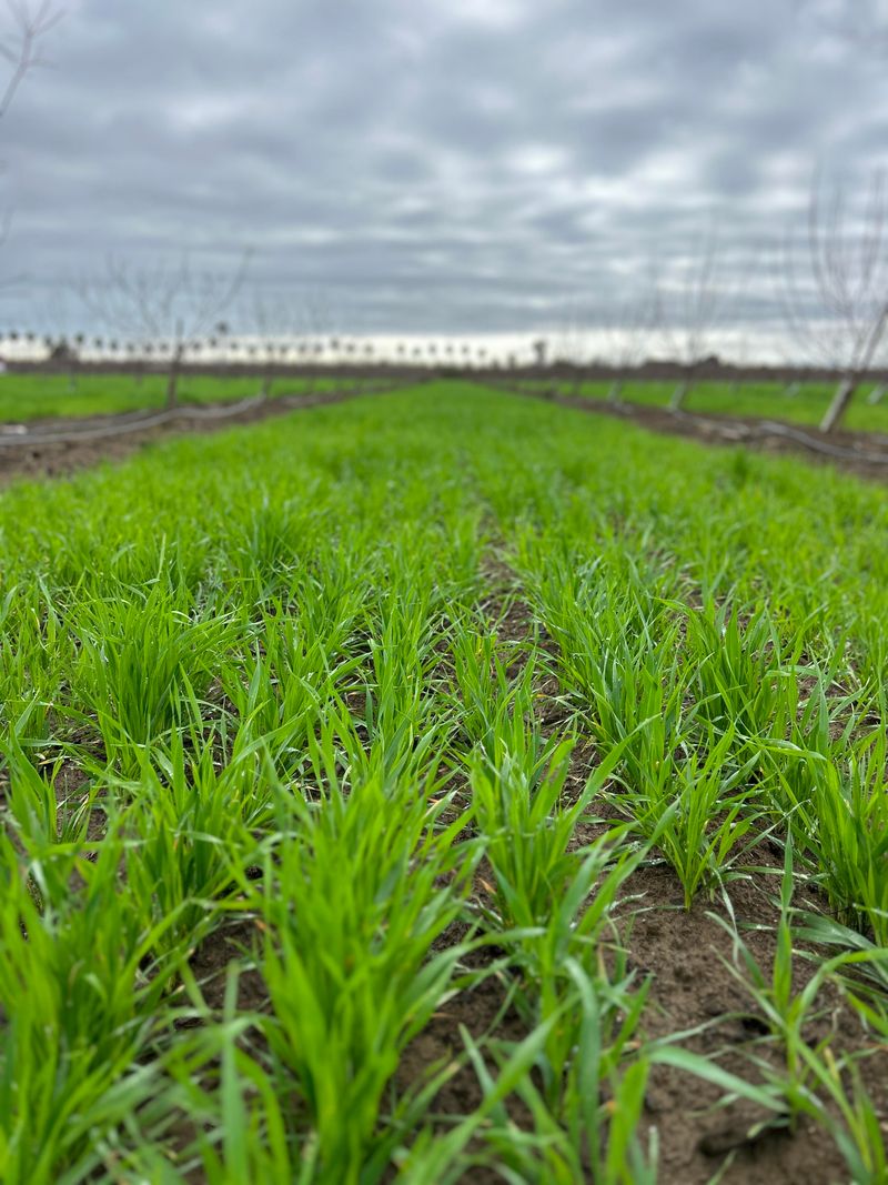 Sow Into Moist August Soil Sow Into Moist August Soil