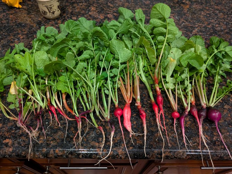 Sow Radishes For Speed Sow Radishes For Speed
