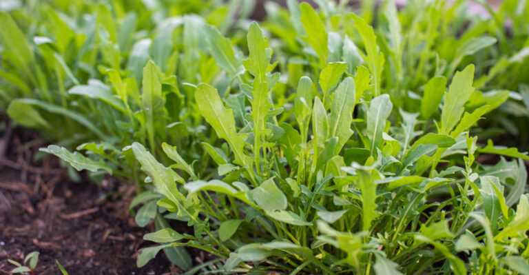 arugula