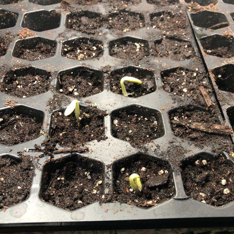 Space Plants At Least Two Feet Apart